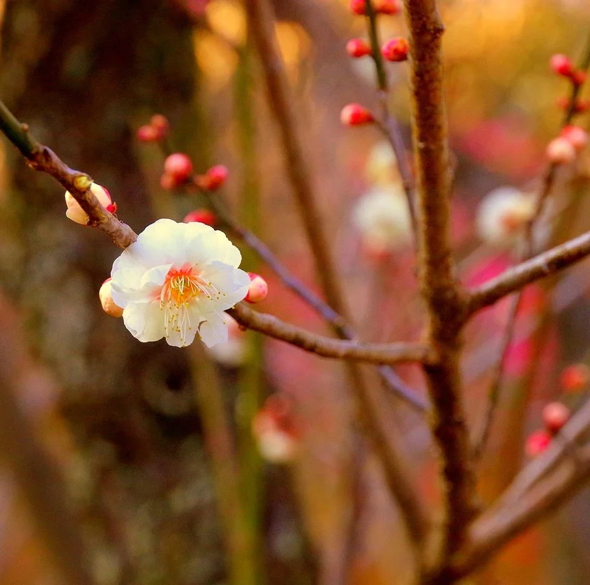 Je vous aide à soulager les symptômes liés au syndrome fibromyalgique grâce à la kinésiologie et aux soins vibratoires.
